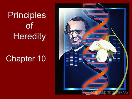 Principles of Heredity