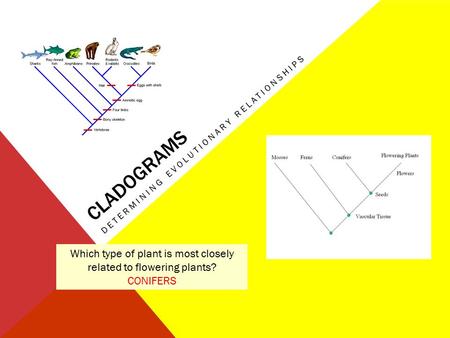 Which type of plant is most closely related to flowering plants?