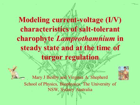 Modeling current-voltage (I/V) characteristics of salt-tolerant charophyte Lamprothamnium in steady state and at the time of turgor regulation Mary J Beilby.