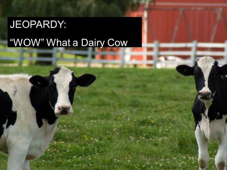 Jeopardy Style Wow! What A Cow! JEOPARDY: “WOW” What a Dairy Cow.