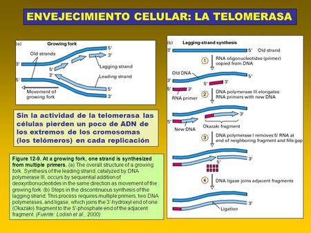 ENVEJECIMIENTO CELULAR: LA TELOMERASA