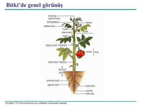 Copyright © 2005 Pearson Education, Inc. publishing as Benjamin Cummings Bitki’de genel görünüş.