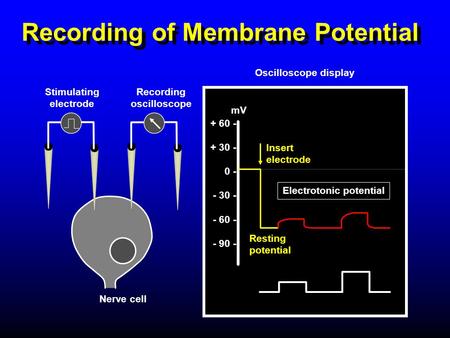 Recording of Membrane Potential