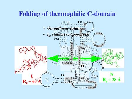 Folding of thermophilic C-domain I m R g = 46 Å N R g = 38 Å I m state never populates I m state never populates I t R g = 60 Å On pathway folding On.