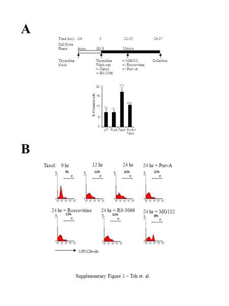 Supplementary Figure 1 – Toh et. al. 0 hr 12 hr24 hr 24 hr + PurvATaxol: 24 hr + MG132 24 hr + Roscovitine 24 hr + R0-3066 MPM2levels Thymidine block Thymidine.