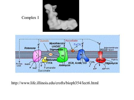 Complex I