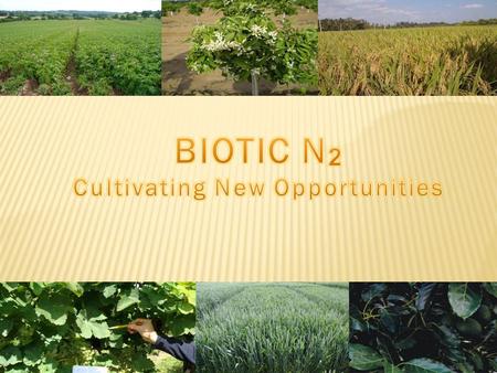 INTRODUCTION  Background Information of Biotic N 2  Who uses Biotic N 2  Crops with Biotic N 2  Mechanisms  Procedures and applications  Biotic.