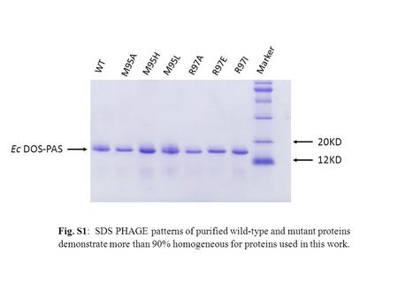 20KD Ec DOS-PAS 12KD Marker M95H M95A M95L R97A R97E R97I WT