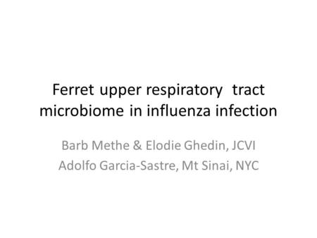 Ferret upper respiratory tract microbiome in influenza infection Barb Methe & Elodie Ghedin, JCVI Adolfo Garcia-Sastre, Mt Sinai, NYC.