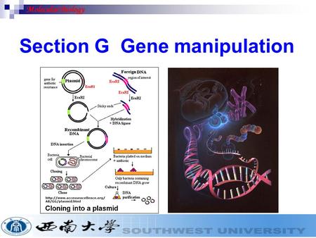 Section G Gene manipulation