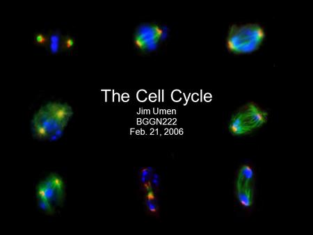 The Cell Cycle Jim Umen BGGN222 Feb. 21, 2006