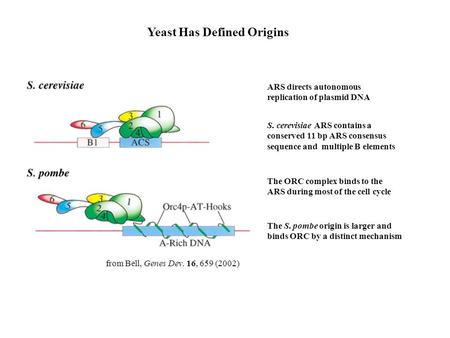 Yeast Has Defined Origins