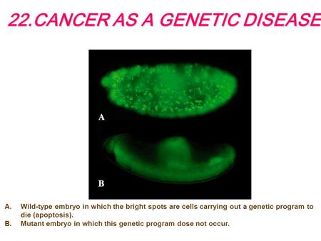 22.CANCER AS A GENETIC DISEASE A.Wild-type embryo in which the bright spots are cells carrying out a genetic program to die (apoptosis). B.Mutant embryo.