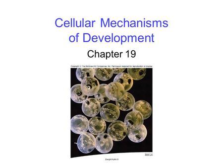 Cellular Mechanisms of Development