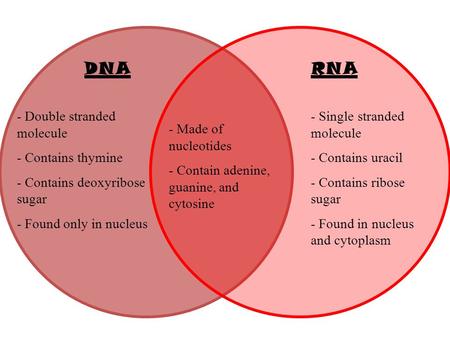 DNA RNA Double stranded molecule Contains thymine