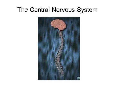 The Central Nervous System