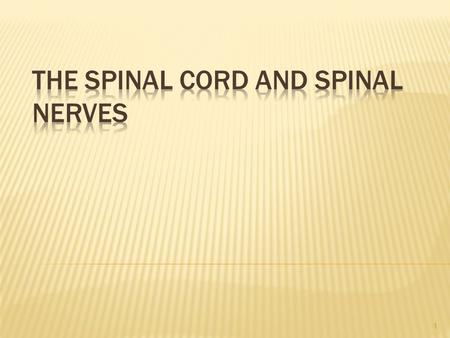 The Spinal Cord and Spinal Nerves