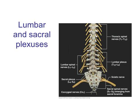 Lumbar and sacral plexuses