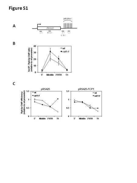 A B Figure S1 pRS425pRS425-FCP1 Rpb3p ChIP efficiency (relative to wt promoter) C Ser2P / Rpb3p ChIP ratio (relative to wt promoter)