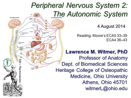 Peripheral Nervous System 2: The Autonomic System Lawrence M. Witmer, PhD Professor of Anatomy Dept. of Biomedical Sciences Heritage College of Osteopathic.