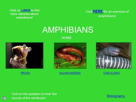 AMPHIBIANS FROGSSALAMANDERSCAECILIANS Click HERE for an overview of amphibians! HERE Click on the speakers to hear the sounds of the rainforest! HOME Click.