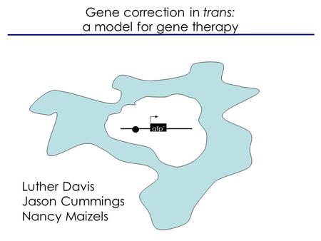 Gfp - Gene correction in trans: a model for gene therapy Luther Davis Jason Cummings Nancy Maizels.