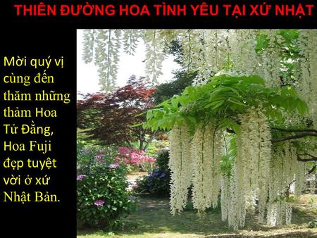 THIÊN ĐƯỜNG HOA TÌNH YÊU TẠI XỨ NHẬT