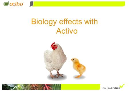 Biology effects with Activo. Evaluation of the use of Activo and its benefits in the initial feeding phase of broilers (1-21 days). Source: UFSM /LAPEMI.