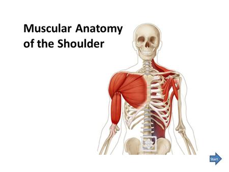 Muscular Anatomy of the Shoulder