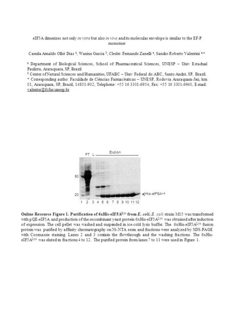 1234567891011 His-eIF5A Lys Elution 50 20 FTL Online Resource Figure 1. Purification of 6xHis-eIF5A Lys from E. coli. E. coli strain M15 was transformed.