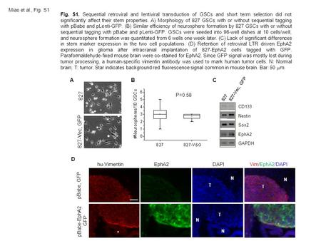 Fig. S1. Sequential retroviral and lentiviral transduction of GSCs and short term selection did not significantly affect their stem properties. A) Morphology.