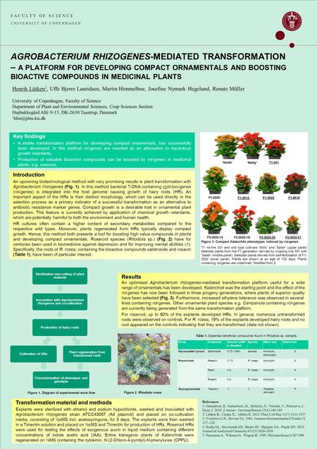 F A C U L T Y O F S C I E N C E U N I V E R S I T Y O F C O P E N H A G E N Sterilization and cutting of plant material Inoculation with Agrobacterium.