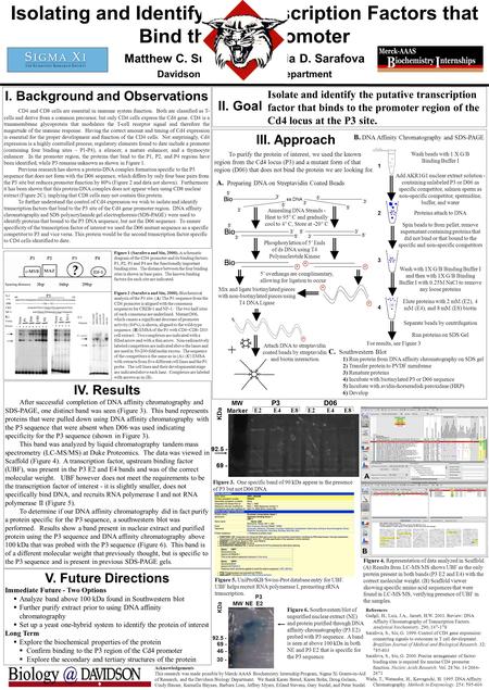 I. Background and Observations CD4 and CD8 cells are essential in immune system function. Both are classified as T- cells and derive from a common precursor,