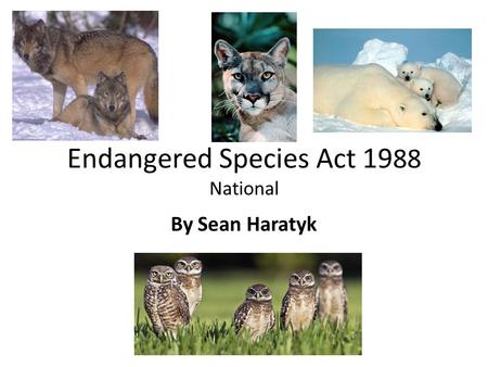 Endangered Species Act 19 88 National By Sean Haratyk.