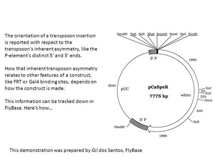 The orientation of a transposon insertion is reported with respect to the transposon's inherent asymmetry, like the P-element's distinct 5' and 3' ends.