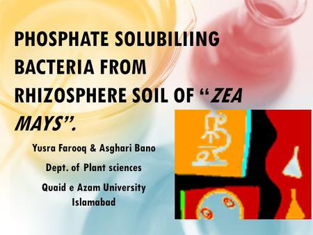 PHOSPHATE SOLUBILIING BACTERIA FROM RHIZOSPHERE SOIL OF “ZEA MAYS”. Yusra Farooq & Asghari Bano Dept. of Plant sciences Quaid e Azam University Islamabad.