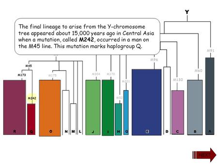 M242 M60 M91 M130 M96 M201 M168 M52 M89 M170M304 M9 M175 M45 M173 The final lineage to arise from the Y-chromosome tree appeared about 15,000 years ago.