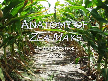 Anatomy of Zea Mays By Amy Peterson IB 423.