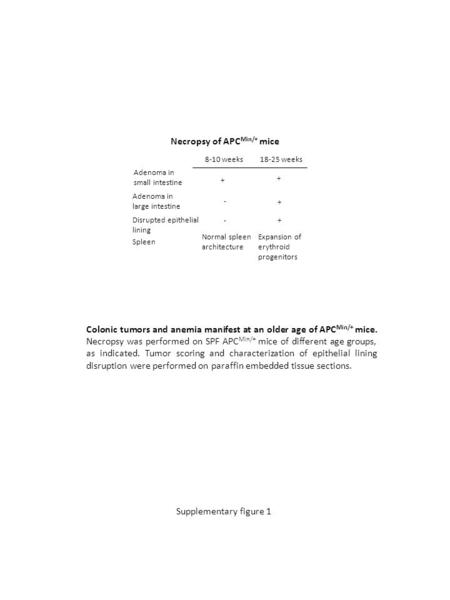 Necropsy of APC Min/+ mice Adenoma in small intestine Spleen 8-10 weeks 18-25 weeks + + - + Normal spleen architecture Expansion of erythroid progenitors.