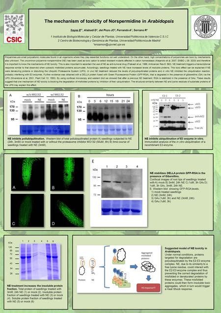 The mechanism of toxicity of Norspermidine in Arabidopsis Sayas E 1*, Alabadí D 1, del Pozo JC 2, Ferrando A 1, Serrano R 1 1 Instituto de Biología Molecular.