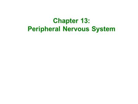 Peripheral Nervous System