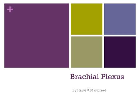 + Brachial Plexus By Harvi & Manpreet. + What is it? Network of nerve fibres that supply the skin and muscles of the upper limb – sensory & motor Begins.