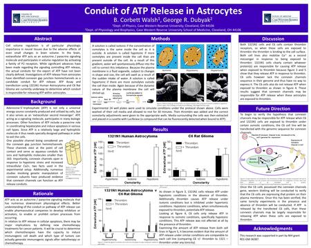 Conduit of ATP Release in Astrocytes Cell volume regulation is of particular physiologic importance in neural tissues due to the adverse effects of even.