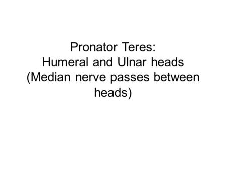 Flexor compartment of the forearm: Superficial layer