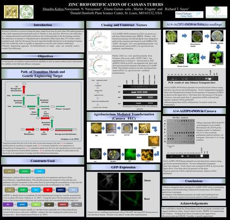 ZINC BIOFORTIFICATION OF CASSAVA TUBERS Shuaibu Kahya,Narayanan N. Narayanan 1, Eliana Gaitan- solis, Martin Fregene¹ and Richard T. Sayre 1 1 Donald Danforth.