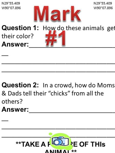 N29  55.409 W90  07.896 N29  55.409 W90  07.896 Question 1: How do these animals get their color? Answer: __________________________ __ __________________________________.