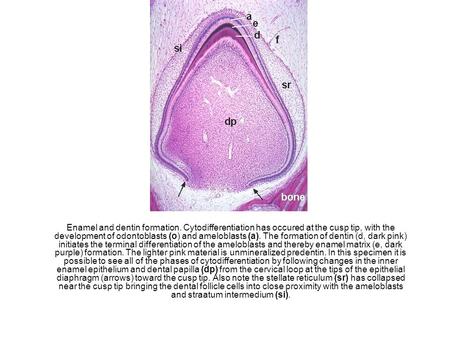 Enamel and dentin formation