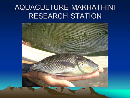 AQUACULTURE MAKHATHINI RESEARCH STATION