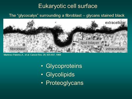 The “glycocalyx” surrounding a fibroblast – glycans stained black lipid bilayer fibroblast extracellular intracellular Martinez-Palomo, A., et al. Cancer.