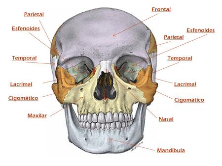 Frontal Parietal Esfenoides Esfenoides Parietal Temporal Temporal